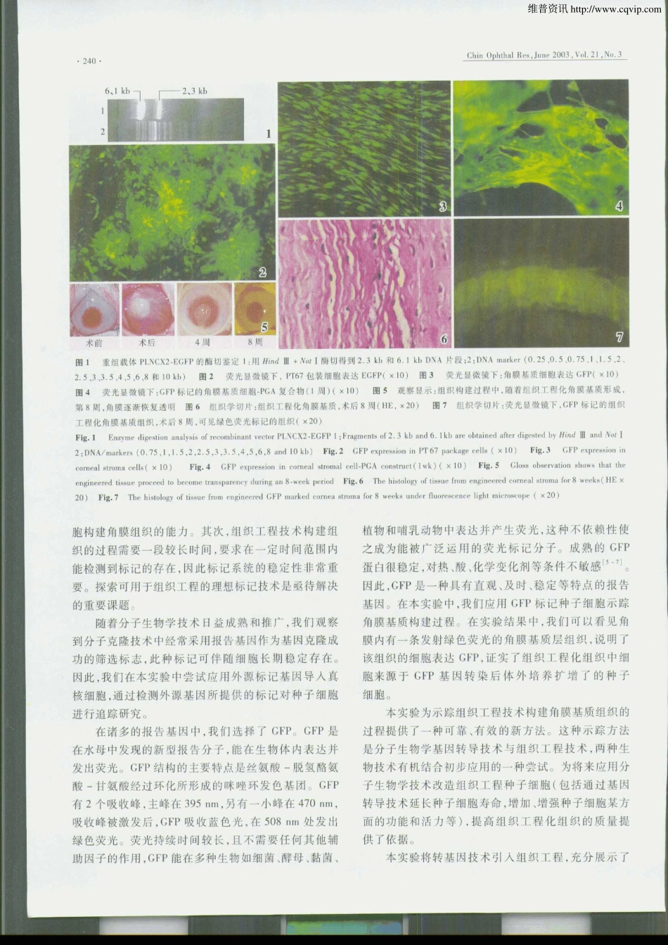 应用GFP基因转染技术示踪组织工程技术构建角膜基质_第3页