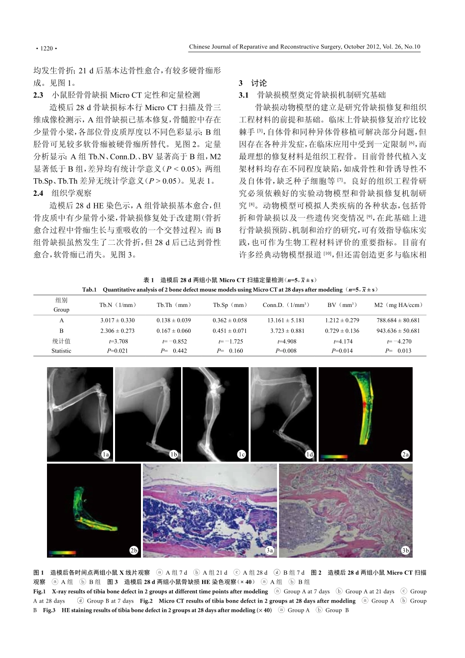 小鼠胫骨中段13不同缺损直径单层骨皮质_第3页