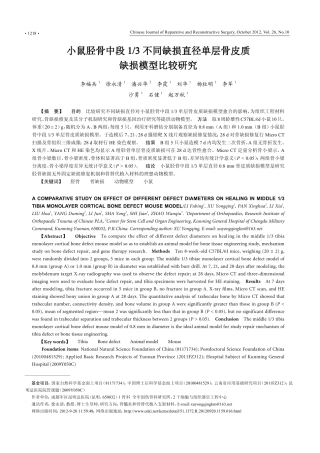 小鼠胫骨中段13不同缺损直径单层骨皮质