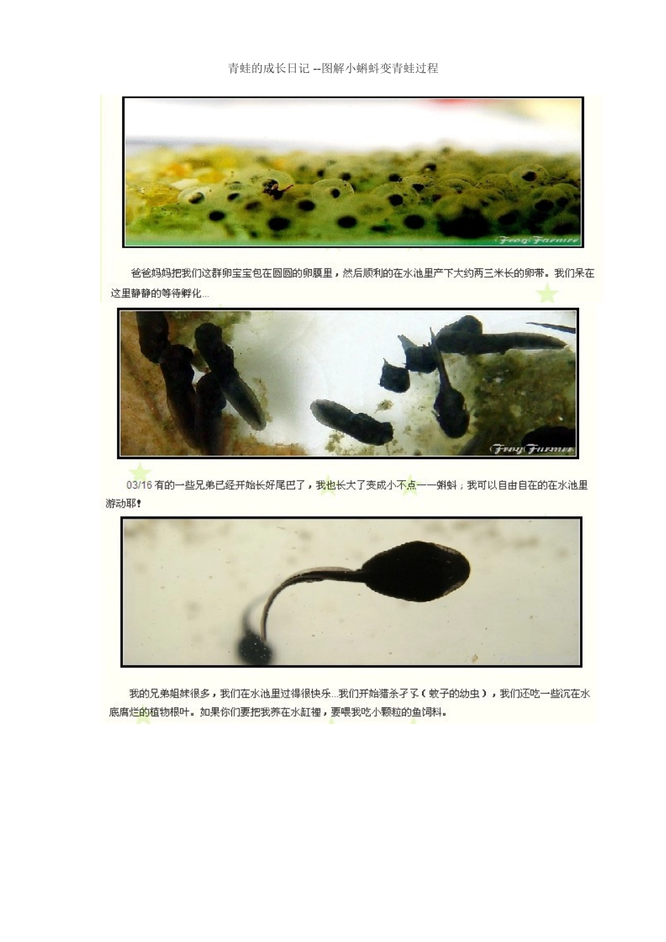 小蝌蚪成长过程_第1页