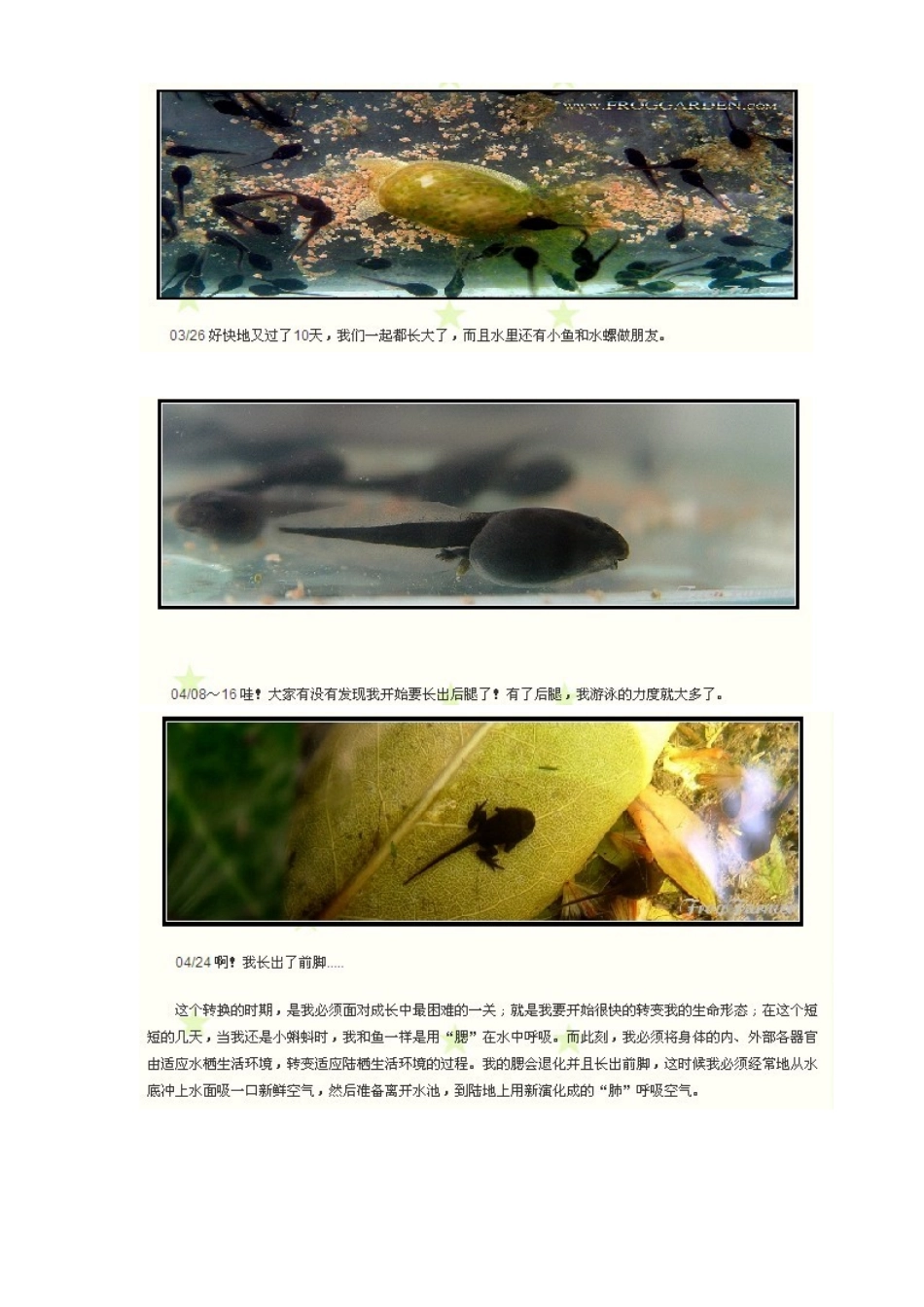 小蝌蚪成长过程_第2页