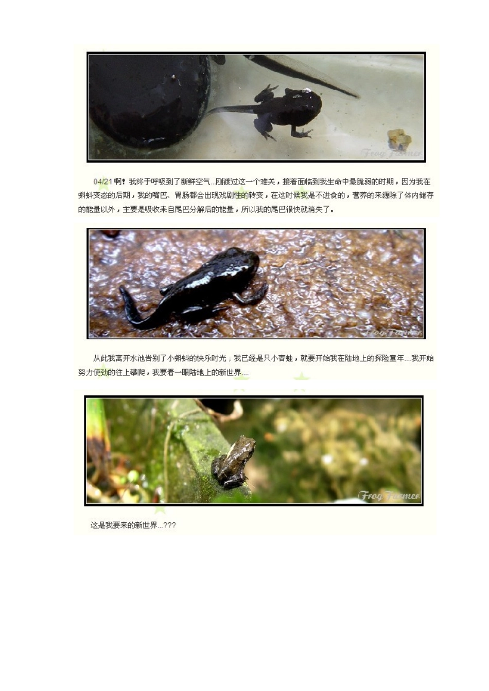 小蝌蚪成长过程_第3页
