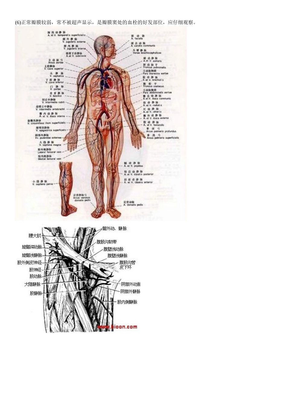 外周静脉的超声检测方法_第2页