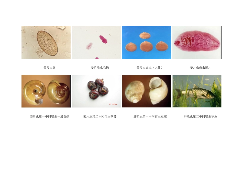 医学寄生虫学图片——吸虫_第3页