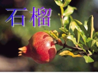 石榴两课时课件（家长进课堂）