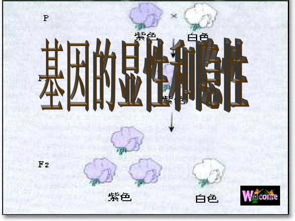 基因的显性和隐性PPT_第2页