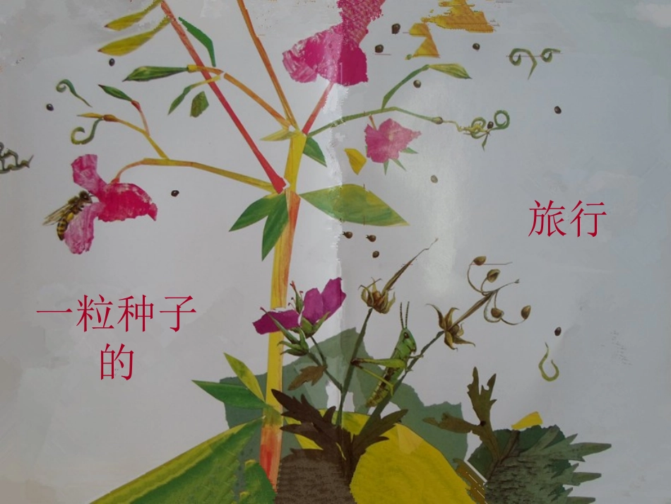 《一粒种子的旅行》PPT_第1页