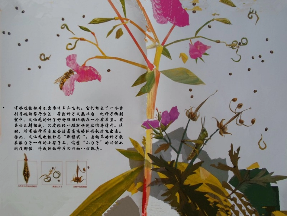 《一粒种子的旅行》PPT_第3页
