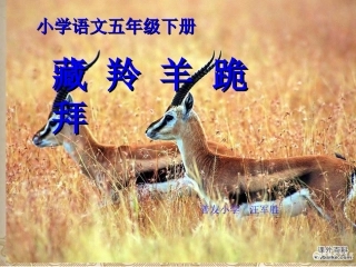 藏羚羊跪拜课件