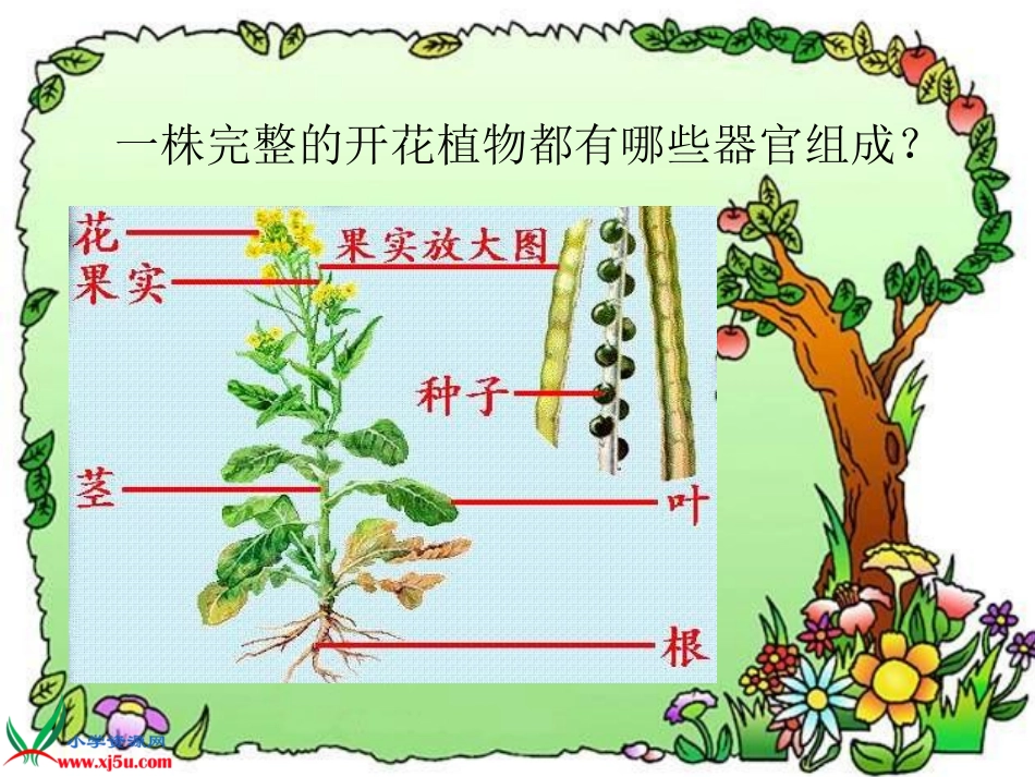 苏教版小学科学三年级下册《植物和我们》课件_第3页