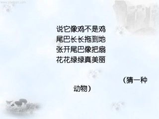 金孔雀轻轻的跳