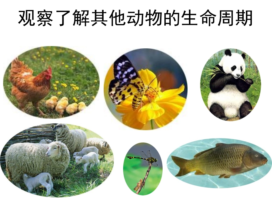 其他动物的生命周期_第3页