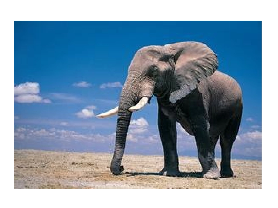 六年级上册第七单元口语交际_第3页