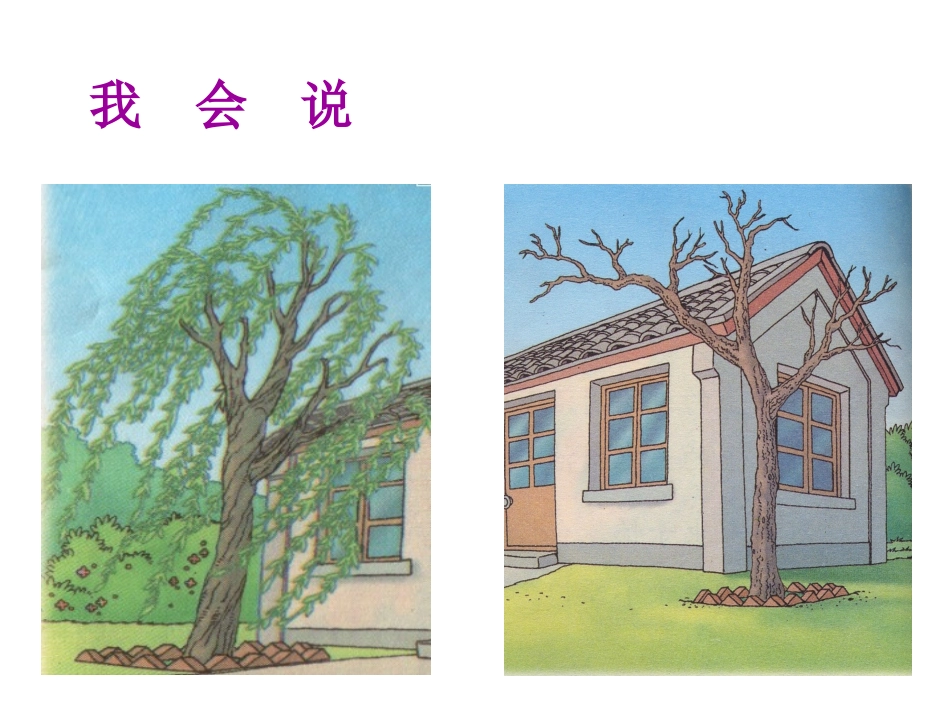 小柳树和小枣树课件_第3页