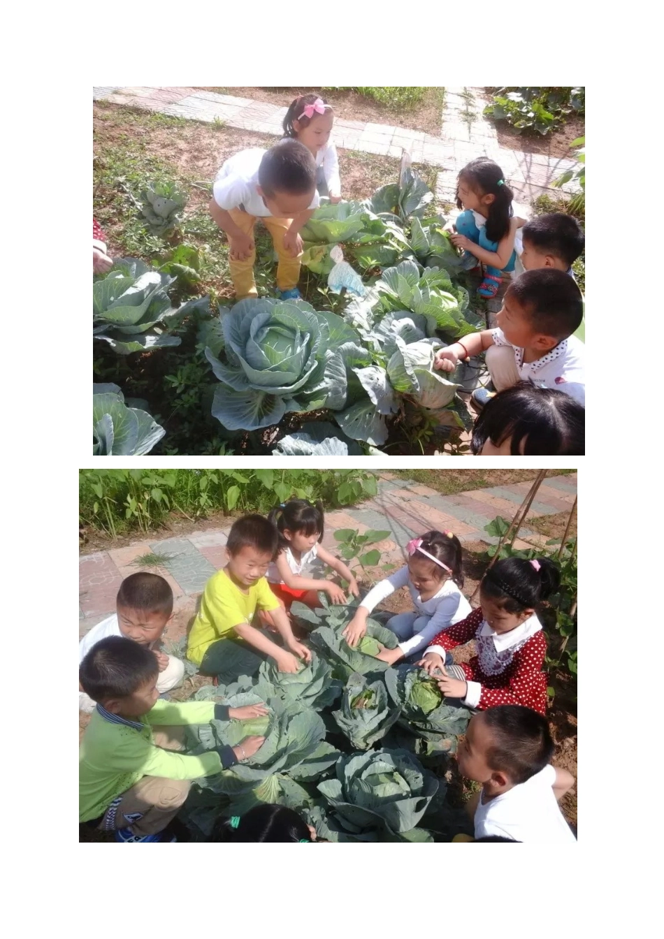 怎样给蔬菜补充营养_第2页