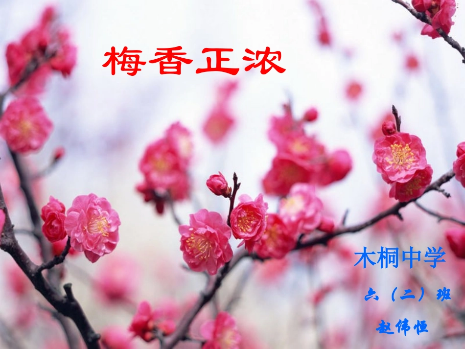 胡芳梅香正浓_第1页