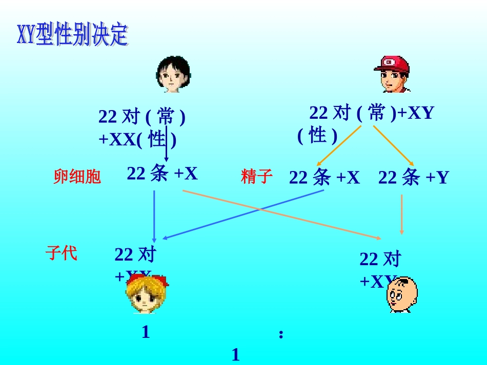 第三节伴性遗传]_第3页