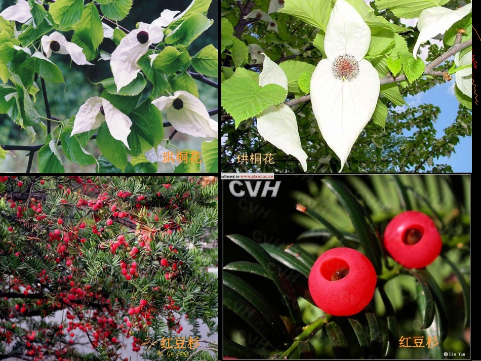 八年级鲁教版_关爱大自然从我做起_第3页