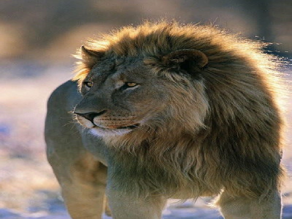 两只小狮子公开课_第2页