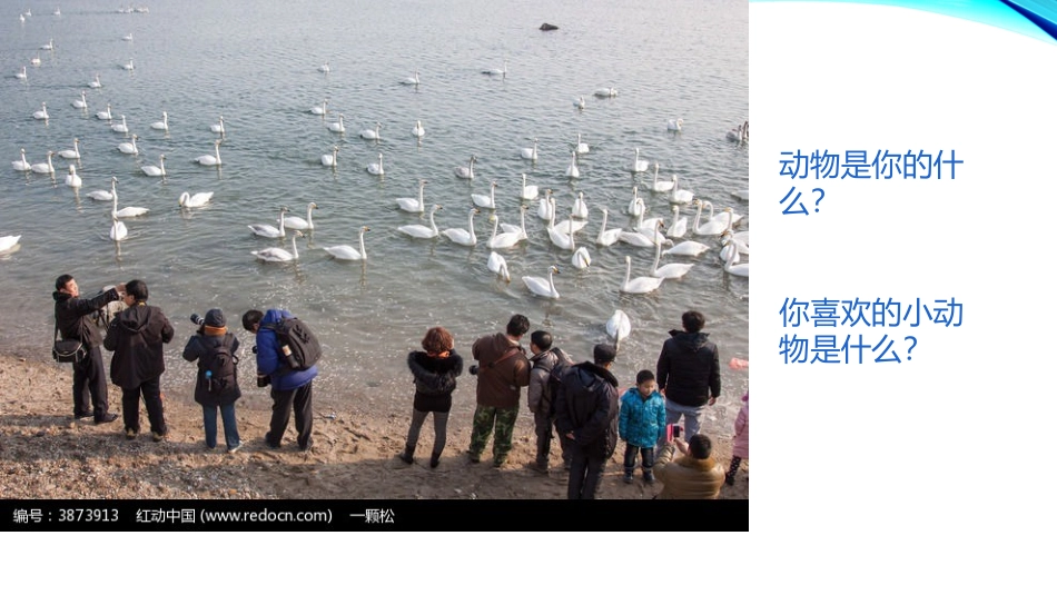 苏教版八年级上册《都市精灵》课件_第1页