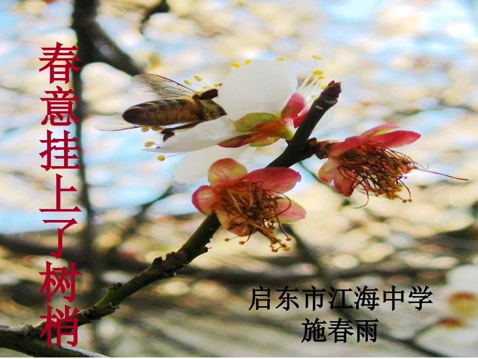 春意挂上树梢_第2页