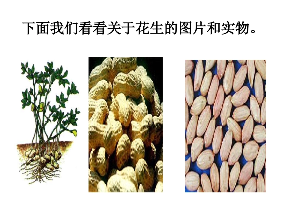 常艳朋《落花生》课件_第2页