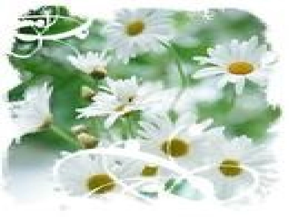 桂花雨讲课用修改版_第3页