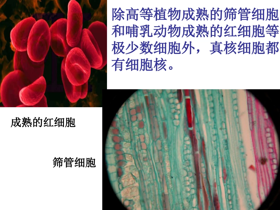 第三节细胞核_第2页