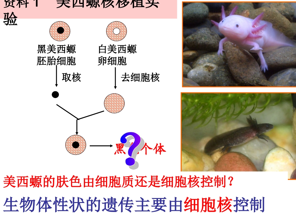 第三节细胞核_第3页