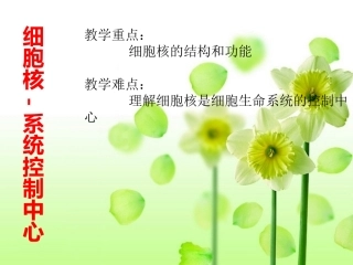 第三节细胞核