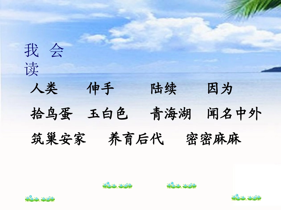 鸟岛公开课课件_第2页