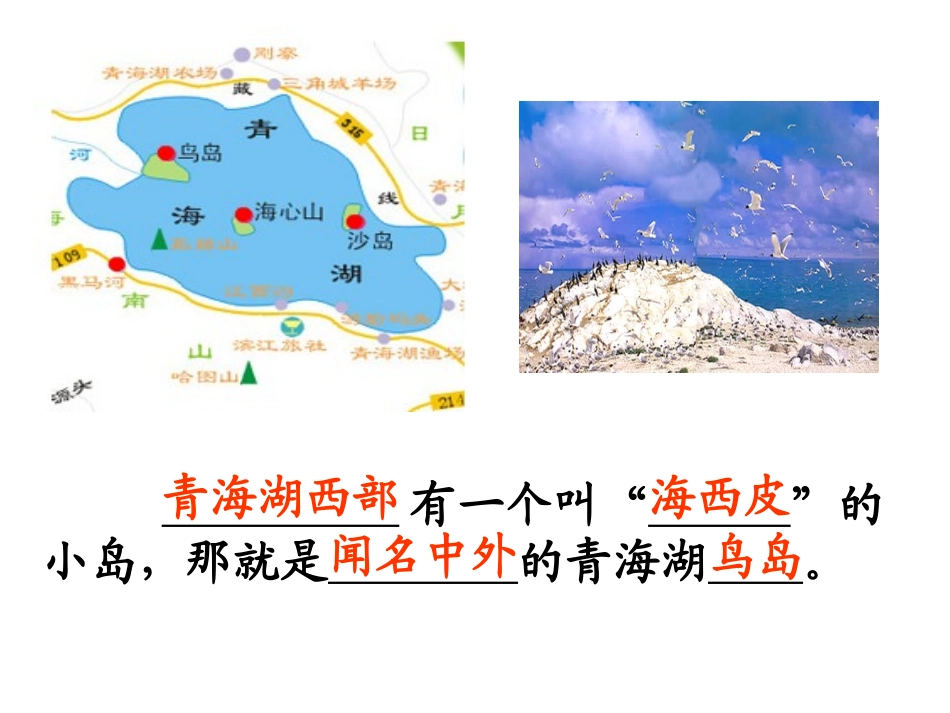 鸟岛公开课课件_第3页