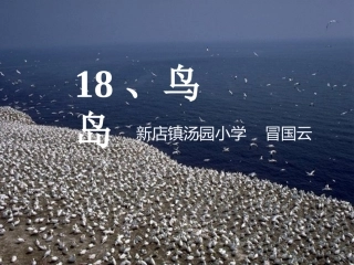 鸟岛公开课课件