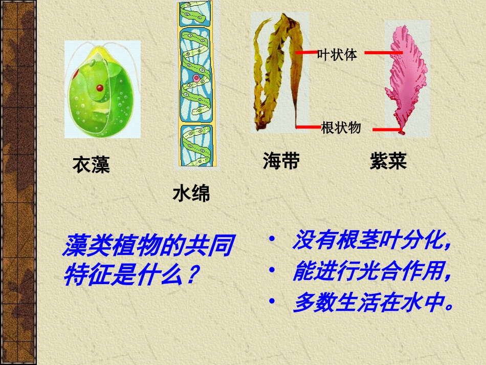 初中生物《藻类、苔藓和蕨类植物_》课件_第3页