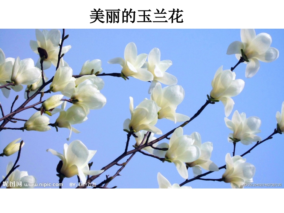 《美丽的玉兰花》写作指导_第1页
