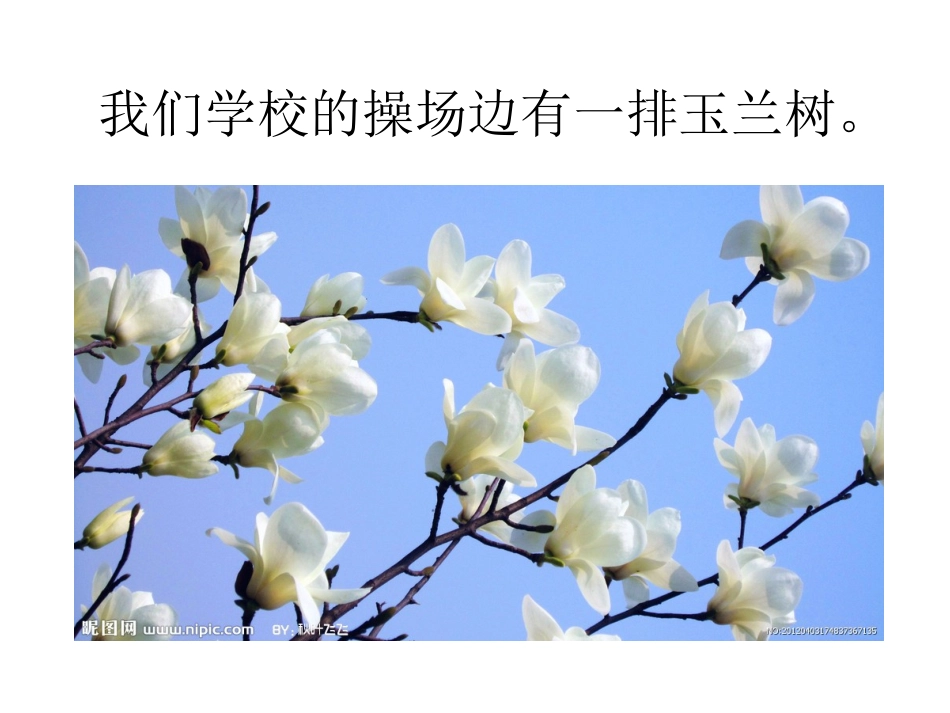 《美丽的玉兰花》写作指导_第2页
