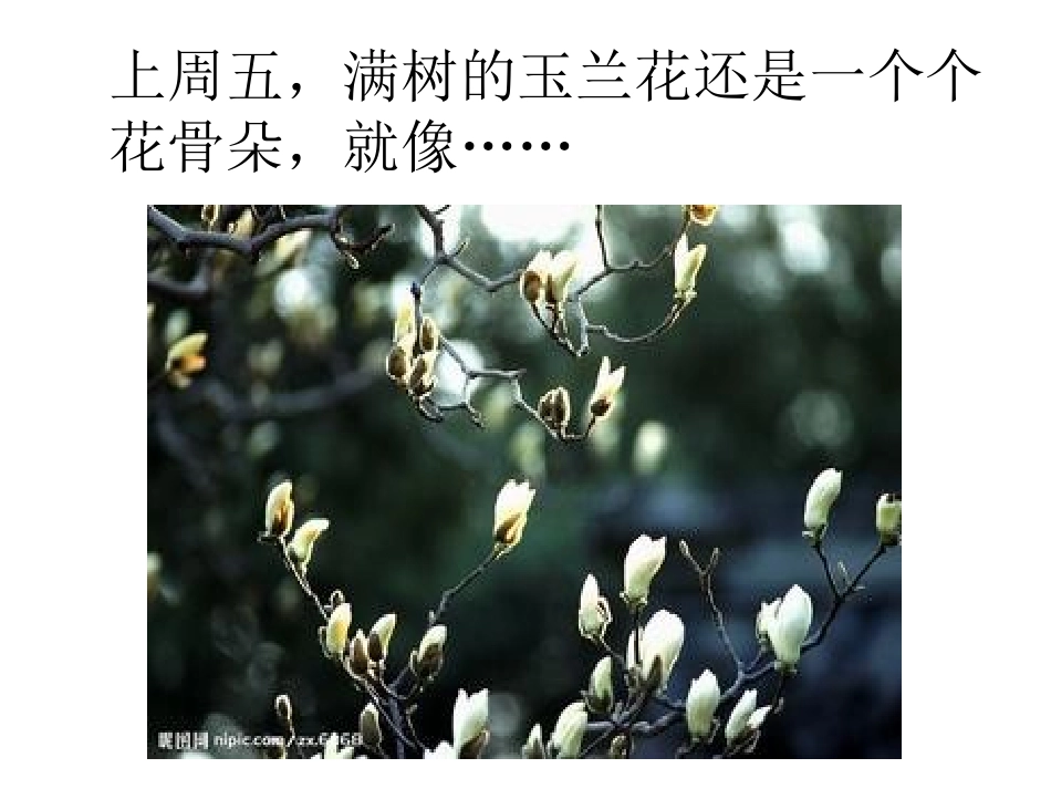 《美丽的玉兰花》写作指导_第3页