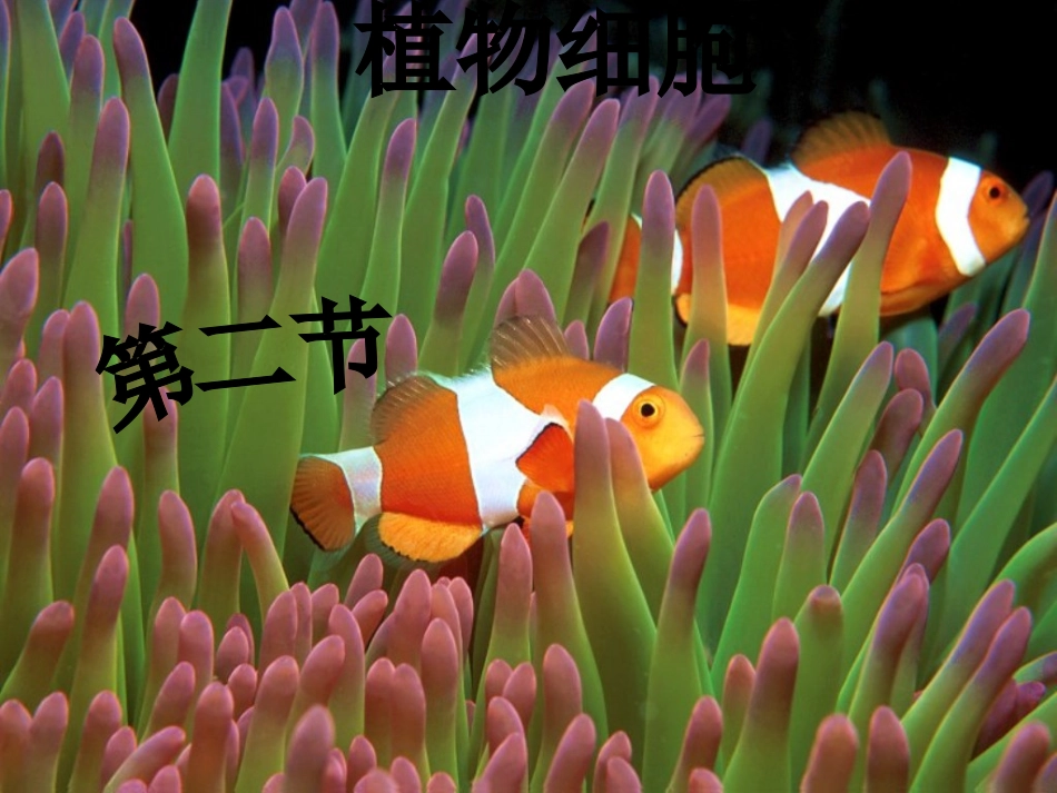 第二节、植物细胞_第1页