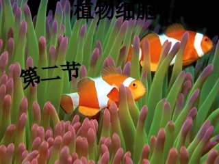 第二节、植物细胞