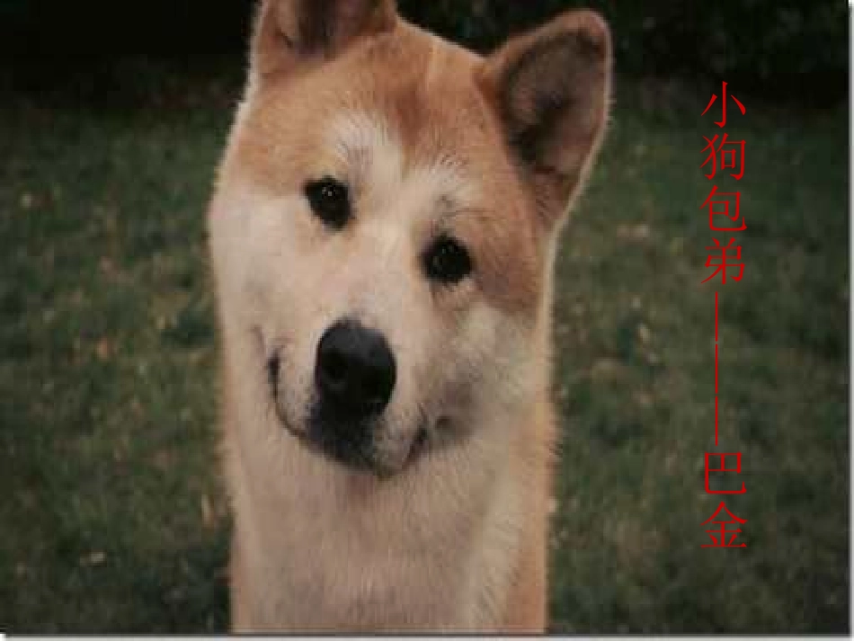 小狗包弟定稿_第1页