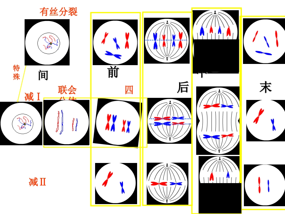 【精华】高中生物必修二总复习_第2页
