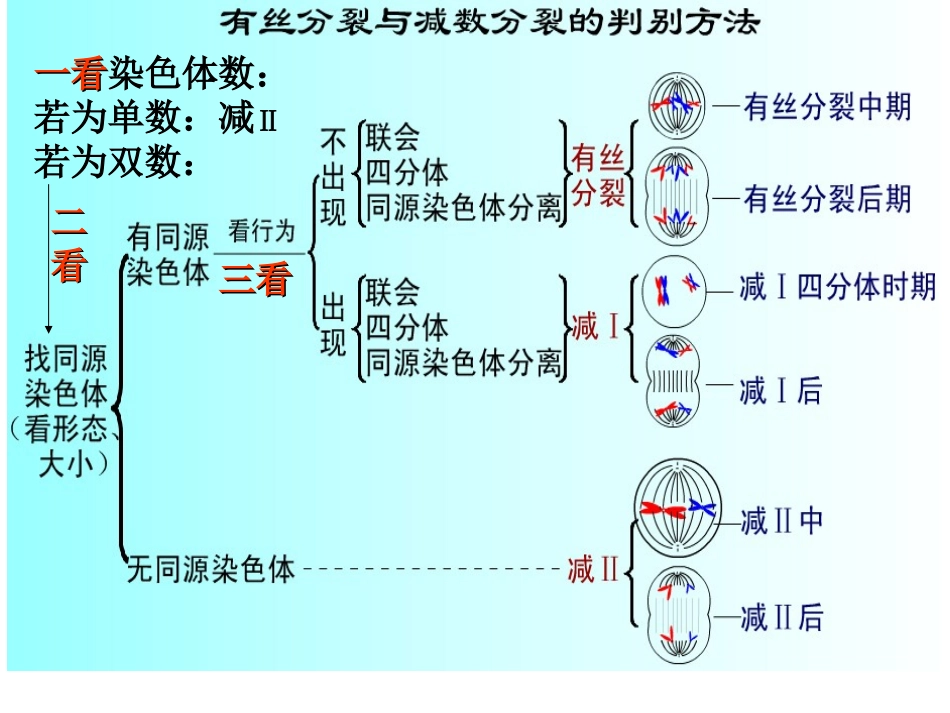 【精华】高中生物必修二总复习_第3页