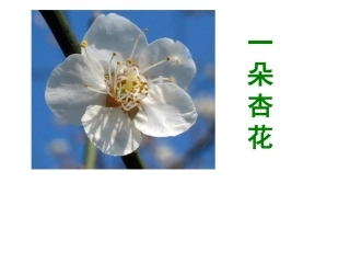 (苏教版)四年级语文课件_第一朵杏花