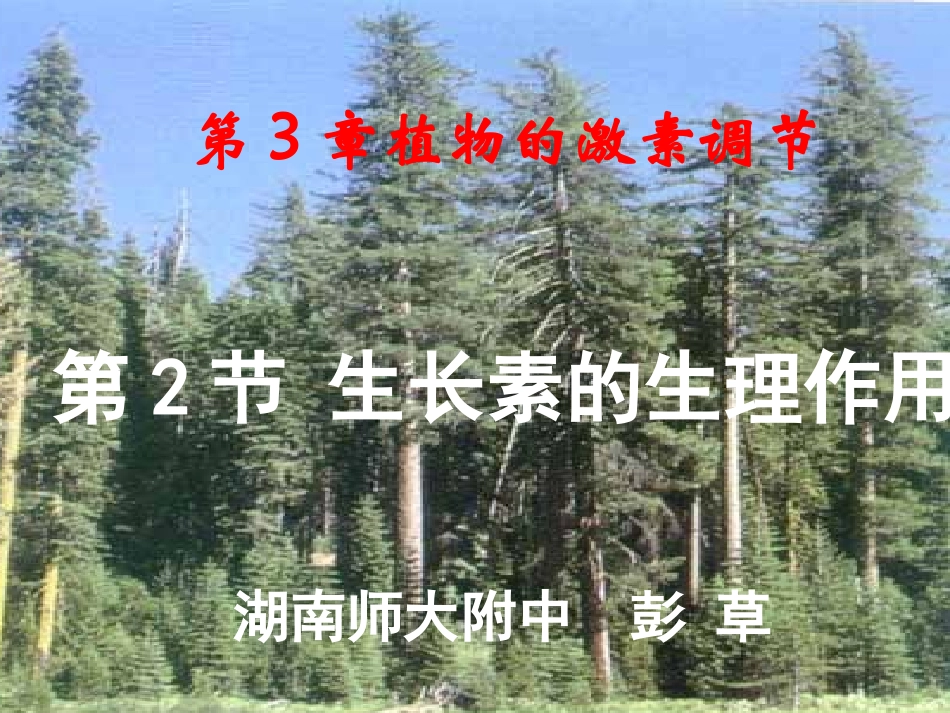生长素的生理作用-公开课正式_第1页
