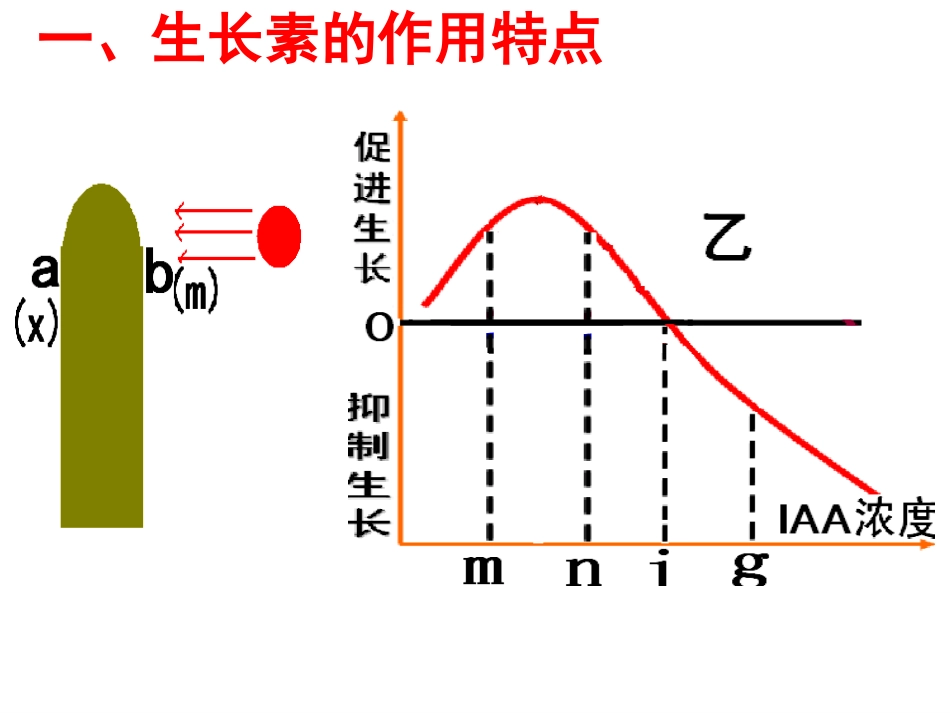 生长素的生理作用-公开课正式_第3页