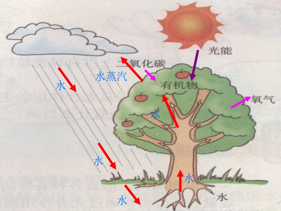 第七章《绿色植物在生物圈中的作用》课件_第3页