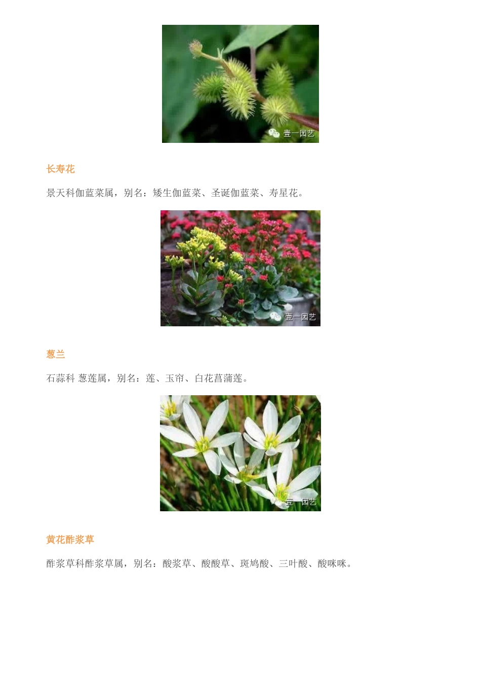 常见园林植物_第3页