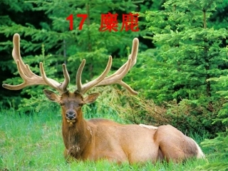 《麋鹿》教学课件