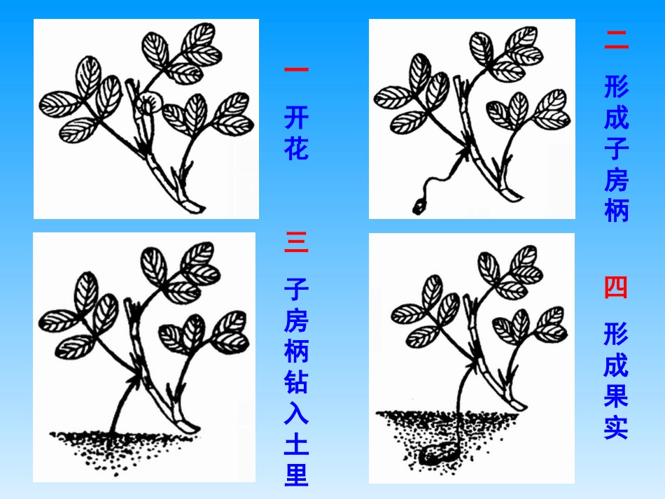《落花生》课件_第3页