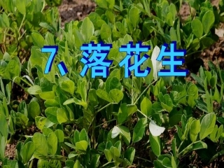 《落花生》课件